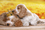 English Cocker Spaniel puppy