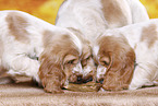English Cocker Spaniel puppy