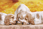 English Cocker Spaniel puppy