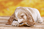 English Cocker Spaniel puppy
