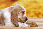 English Cocker Spaniel puppy