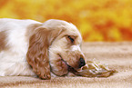 English Cocker Spaniel puppy