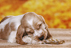 English Cocker Spaniel puppy