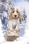 English Cocker Spaniel in snow