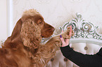 English Cocker Spaniel gives paw