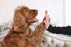 English Cocker Spaniel gives paw