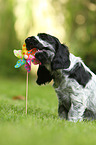 English Cocker Spaniel Puppy