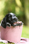 English Cocker Spaniel Puppy