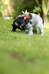 English Cocker Spaniel Puppy