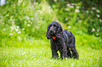 English Cocker Spaniel