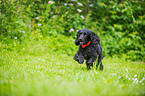 running English Cocker Spaniel