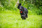 running English Cocker Spaniel