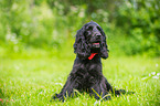 sitting English Cocker Spaniel