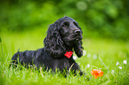 lying English Cocker Spaniel