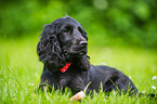 lying English Cocker Spaniel