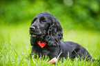 lying English Cocker Spaniel