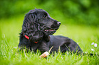 lying English Cocker Spaniel