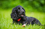 lying English Cocker Spaniel