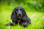 lying English Cocker Spaniel