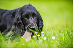 lying English Cocker Spaniel