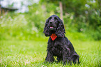 sitting English Cocker Spaniel