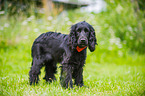 English Cocker Spaniel