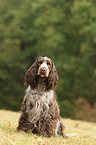 sitting English Cocker Spaniel