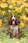 sitting English Cocker Spaniel