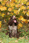 sitting English Cocker Spaniel