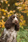 English Cocker Spaniel