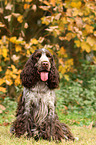 sitting English Cocker Spaniel