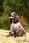 sitting English Cocker Spaniel