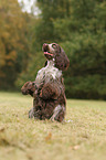 begging English Cocker Spaniel