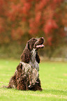 sitting English Cocker Spaniel
