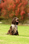 sitting English Cocker Spaniel