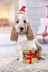 English Cocker Spaniel Puppy