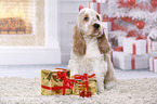 English Cocker Spaniel Puppy