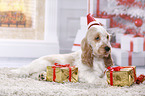 English Cocker Spaniel Puppy