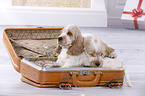 2 English Cocker Spaniel Puppies