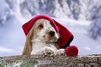 English Cocker Spaniel Puppy