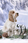 English Cocker Spaniel Puppy