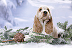 English Cocker Spaniel Puppy