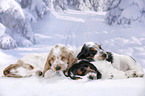 4 English Cocker Spaniel Puppies