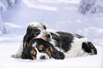 2 English Cocker Spaniel Puppies