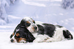 2 English Cocker Spaniel Puppies