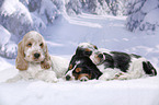 3 English Cocker Spaniel Puppies