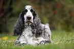 lying English Cocker Spaniel