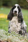 sitting English Cocker Spaniel