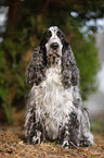 sitting English Cocker Spaniel