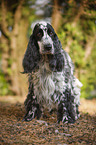 standing English Cocker Spaniel